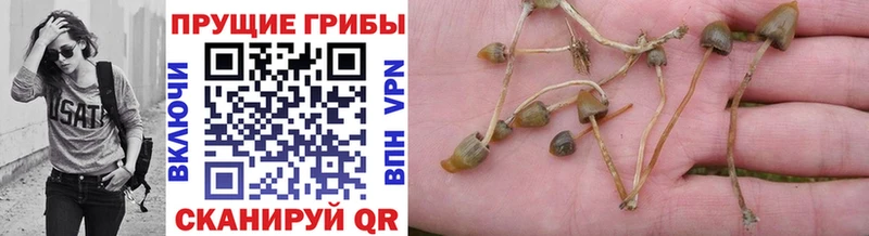 omg зеркало Щёлкино Псилоцибиновые грибы Cubensis